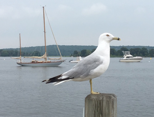 image of seagull against river